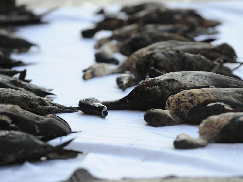 Victoria, South Australia and Tasmania are the only states where duck shooting is still permitted. (Julian Smith/AAP PHOTOS)