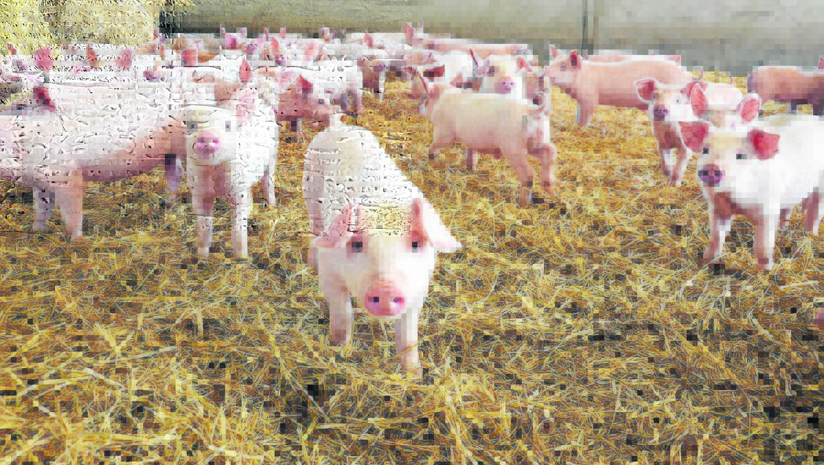 DISEASE ALERT: Victoria’s Acting Chief Veterinary Officer Dr Cameron Bell said the detection of African swine fever was also a timely reminder to all pig owners not to feed swill to pigs. 