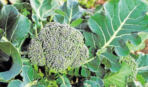 ABARES reports 12% veggie farm cash increase