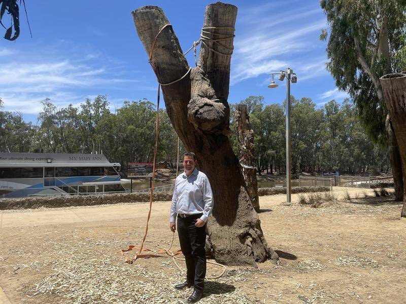 Campaspe Shire Mayor Rob Amos in front of a tree used to moor paddleboats when Echuca flooded. (Adrian Black/AAP PHOTOS)