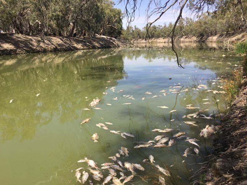 Labor leader Bill Shorten wants a task force to investigate mass fish deaths in a NSW river.