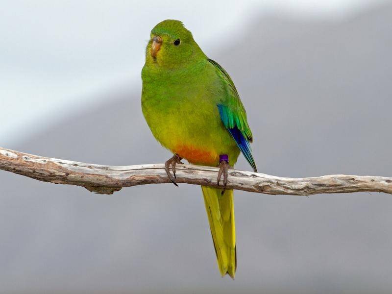 The planned release of captive-bred orange-bellied parrots will halt duck hunting at one reserve. (PR HANDOUT IMAGE PHOTO)