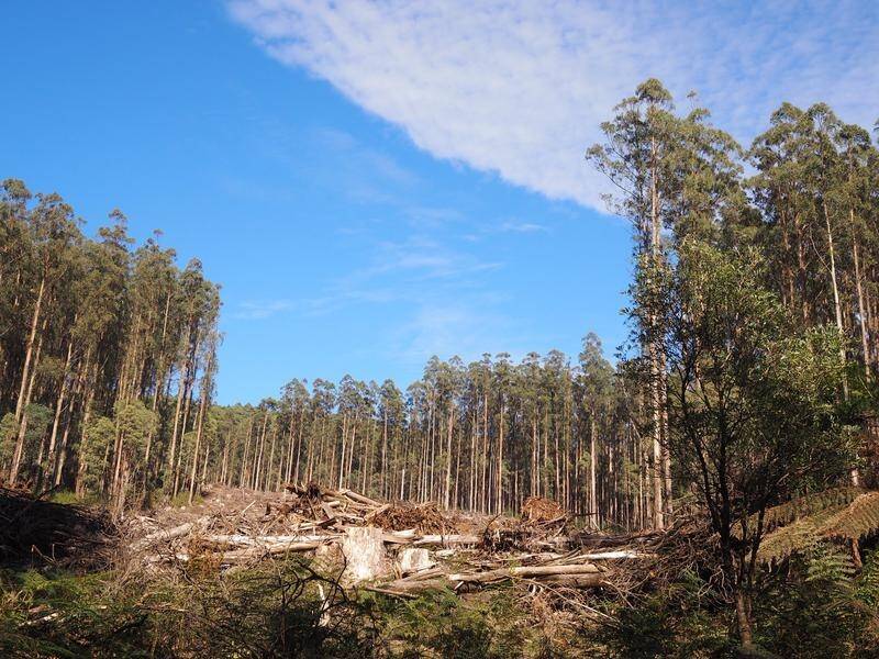 The ability of Victoria's forestry regulator to assess compliance is limited, an audit report says. (PR HANDOUT IMAGE PHOTO)