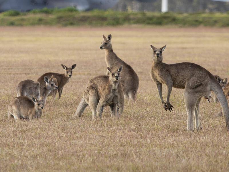 The abundance of grey kangaroos within Victoria has prompted an increase in the legal cull quota. (PR HANDOUT IMAGE PHOTO)