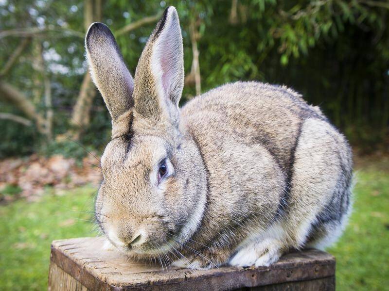 STUDY: Australia's rabbit plague began with the introduction of a bunch of wild rabbits in 1859. Photo by AAP.