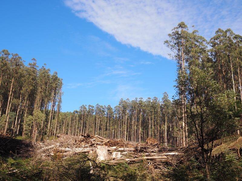 State-owned logging company VicForests will be wound up within months, a court hearing has revealed. (HANDOUT/Australian National University)