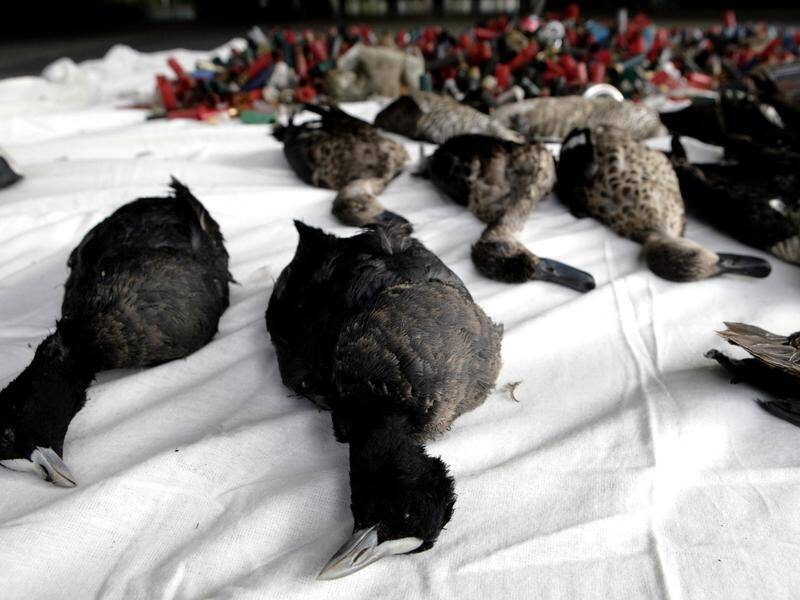 Dead birds have been laid outside Premier Daniel Andrews' office to protest against duck hunting. (Glenn Hunt/AAP PHOTOS)