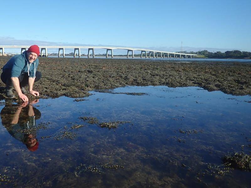 Citizen scientists have been key to documenting the Phillip Island Bridge sea slug hotspot. (NICOLE MERTENS)