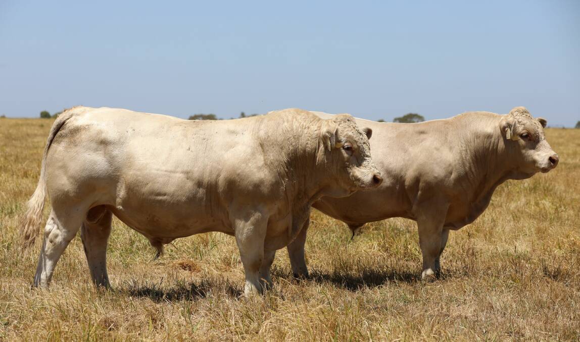 EVER EVOLVING: Mount William Charolais will hold its 23rd annual bull and female sale on February 11, 2022, offering bulls with plenty of power and performance.