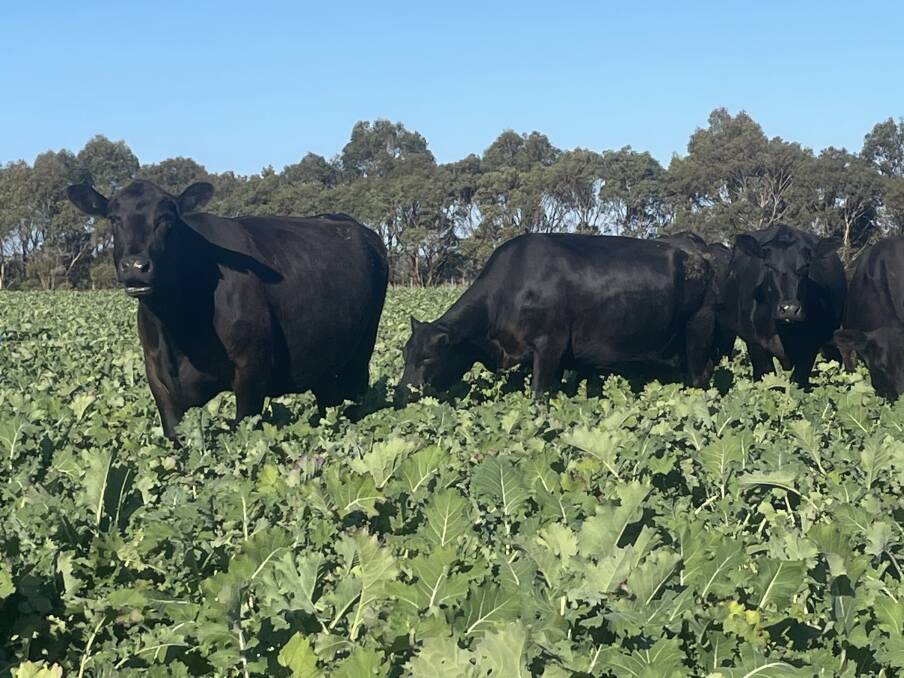 The Moore family, Moore Partnership, Yarram, runs an Angus herd to complement their dairy operation. Picture supplied