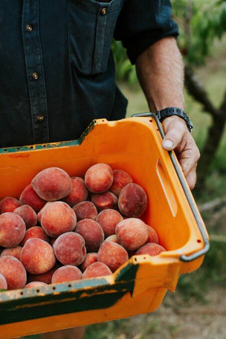 COME AND ENJOY: The Cameron family at The Peach Farm wants visitors to eat peaches and nectarines just the way they should be eaten - fresh straight off the tree.