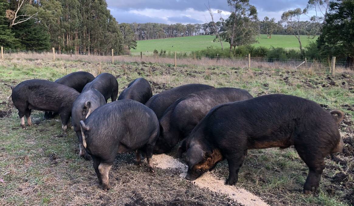 MUNCHING AWAY: Barongarook Pork's free-range Berkshire and Duroc pigs spend their days grazing, wallowing and snoozing under the trees.