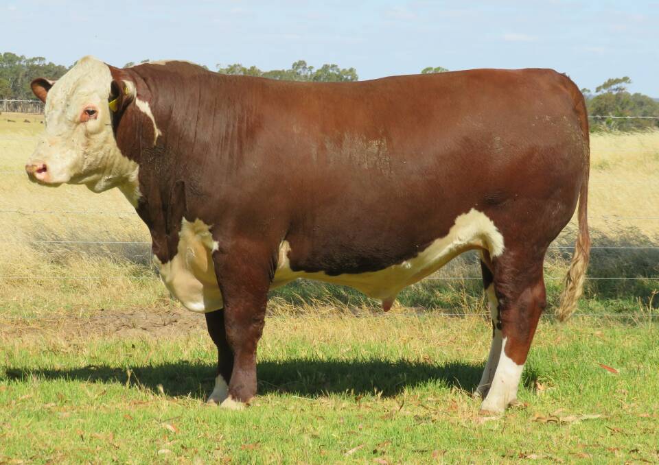 ON THE LIST: Morganvale Ravioli R041 is one of eight bulls to join the Super Sires program.