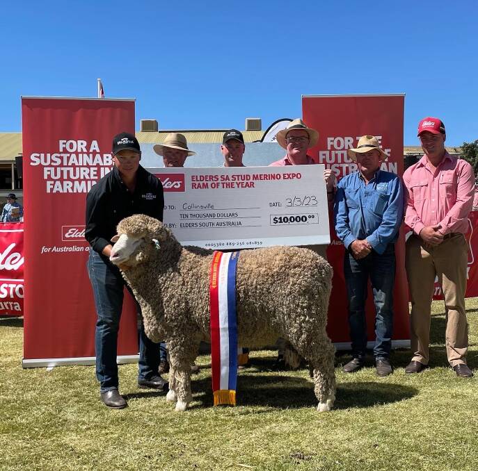 A Collinsville stud ram was named Ram of the Year at the 2023 Elders SA Stud Merino Expo. Picture supplied