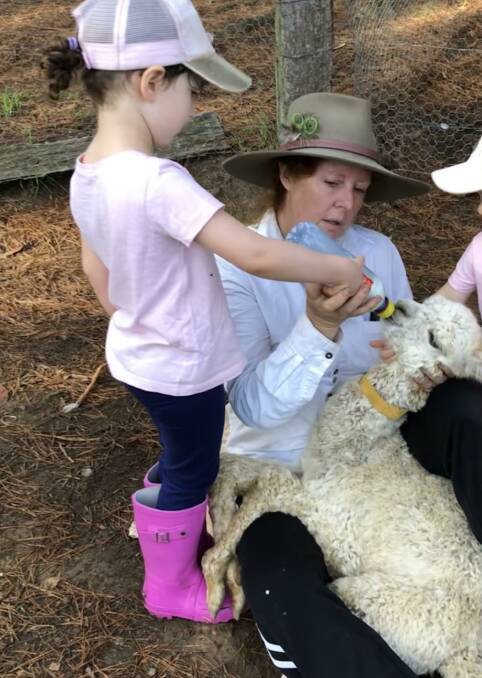 HELPING OUT: Feeding a baby alpaca at Madison's Mountain Retreat.