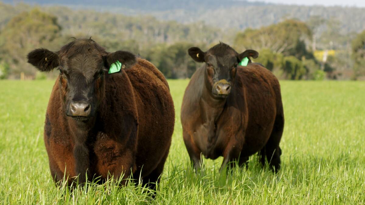 Angus steers are grown out on pasture at "Millbrook", St Marys, Tasmania, before being sold to the feedlot or into the premium meat market.