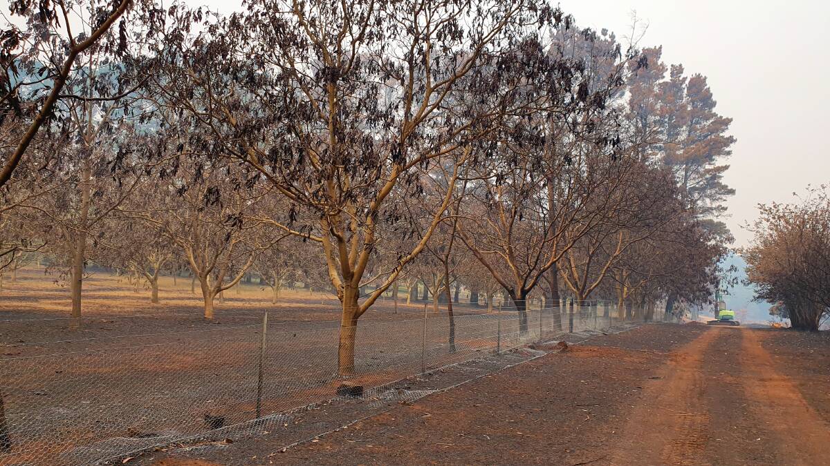 BACK TO LIFE: Many of Sassafras Nuts' walnut trees, which were hit by bushfires in 2019, are showing signs of life. Around 20 per cent of their trees were burnt.