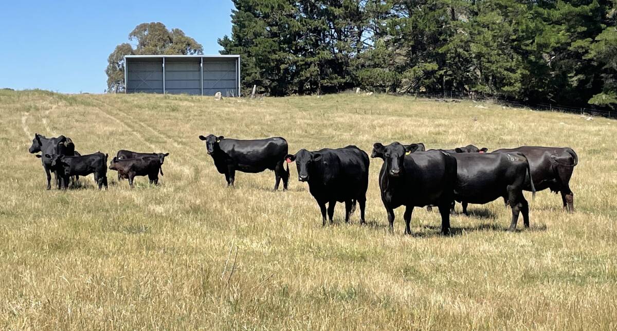 Chris Howie says things are looking up for cattle producers in 2024. Picture by Ben Wythes