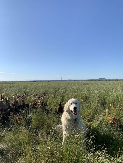 KEEPING AN EYE OUT: Maremma dogs guard the chooks day and night, which means the hens are never locked in.
