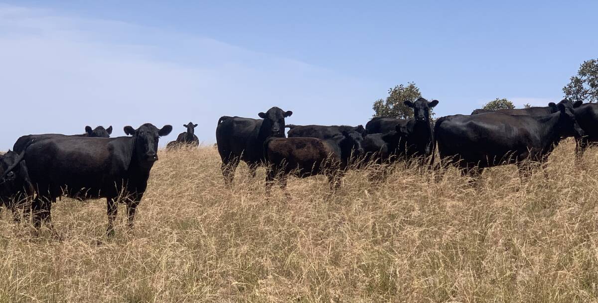 QUIET ACHIEVERS: Some of the Bedford family's Angus cows. Their calves go into the family's on-property feedlot at 10 months old and are fed for about 100 days.