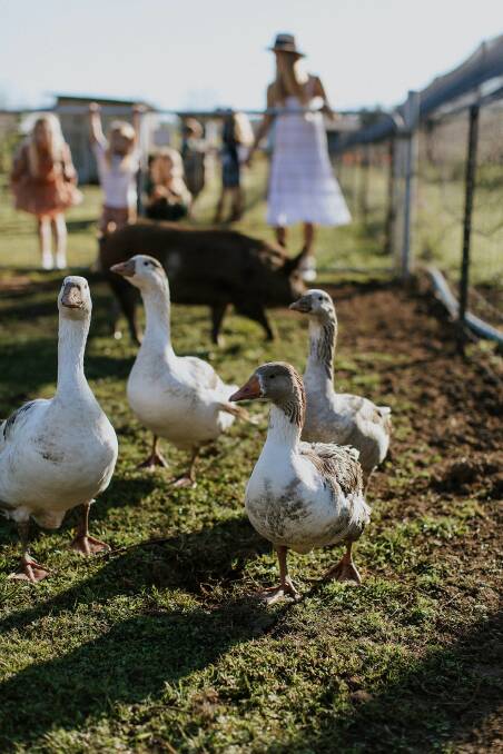 FEATHERY FUN: Visitors to The Peach Farm can meet a range of animals, including geese.