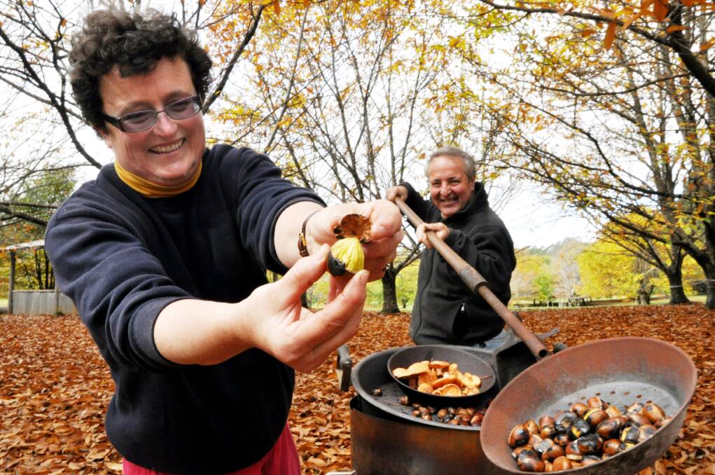 JUST LIKE HOME: Richard Moxham and Alison Saunders from Sassafras Nuts, in the Shoalhaven, open their farm gates each autumn so guests can come and pick their own chestnuts.