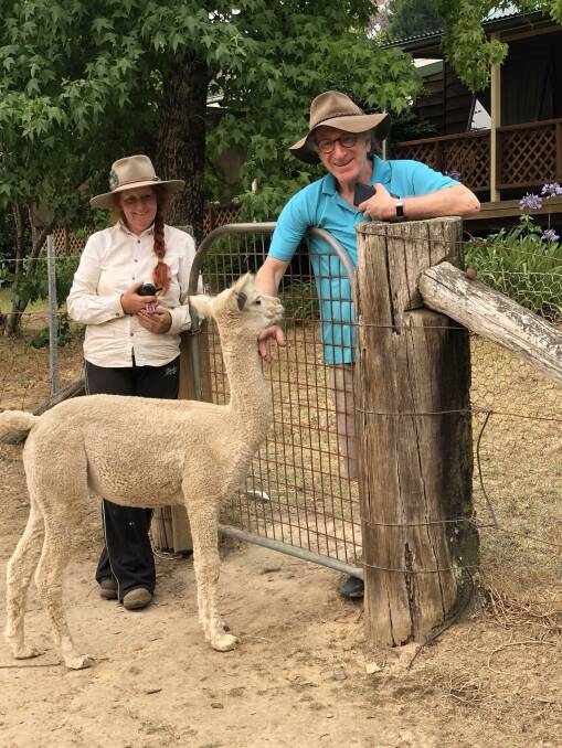 GOOD BUDDIES: Manager Anne Fuller and Geoff Redelman with an alpaca at Madison's Mountain Retreat, Kurrajong Heights. They love sharing alpacas with guests.