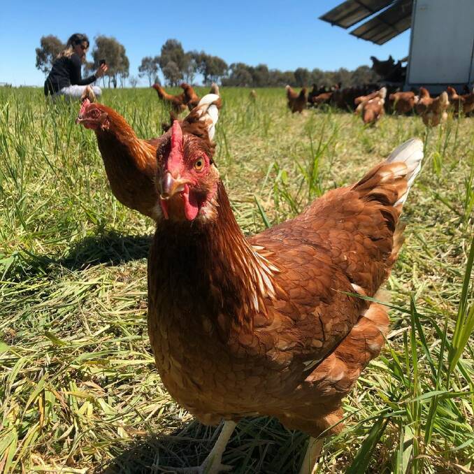 HAPPY: The hens at Honest Eggs Co spend their days in the sunshine, eating and laying when it suits them.