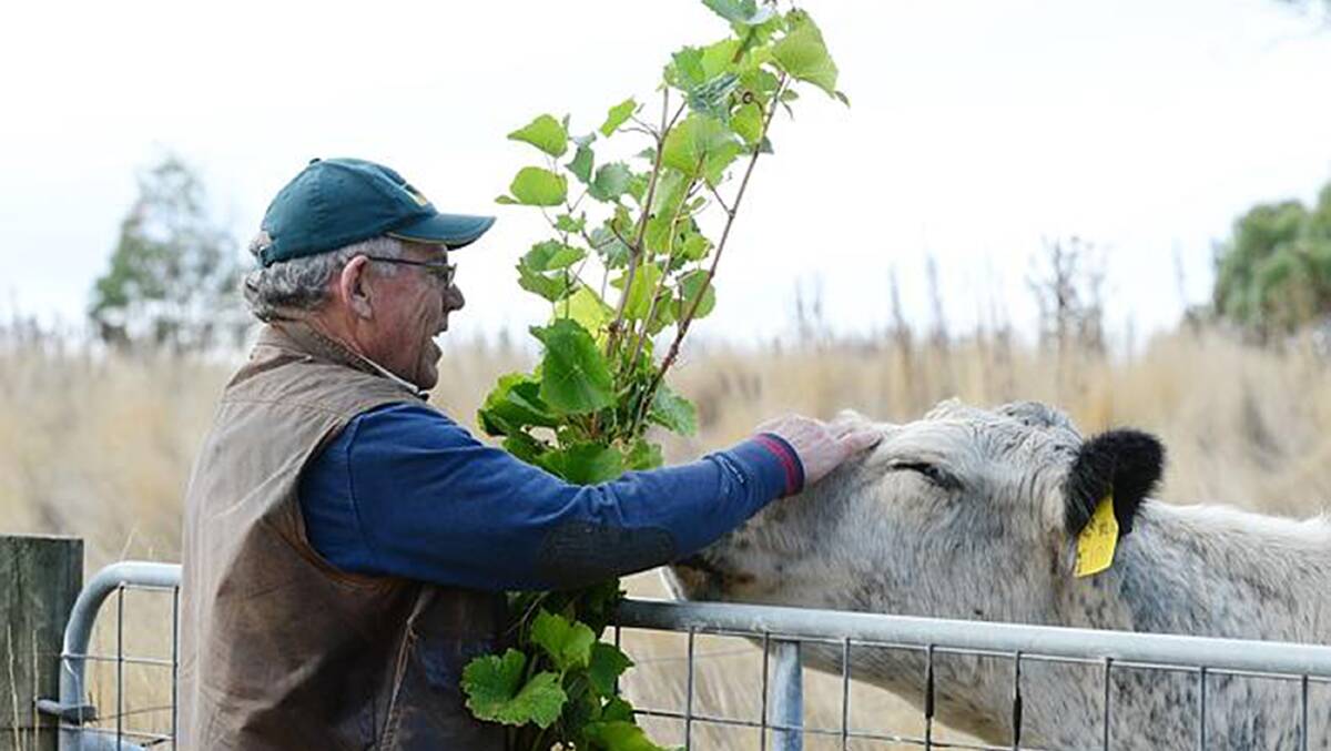 TIME FOR A PAT: John Ellis spending some time with one of his Speckle Park cattle at their stud and winery at Newham, Victoria.