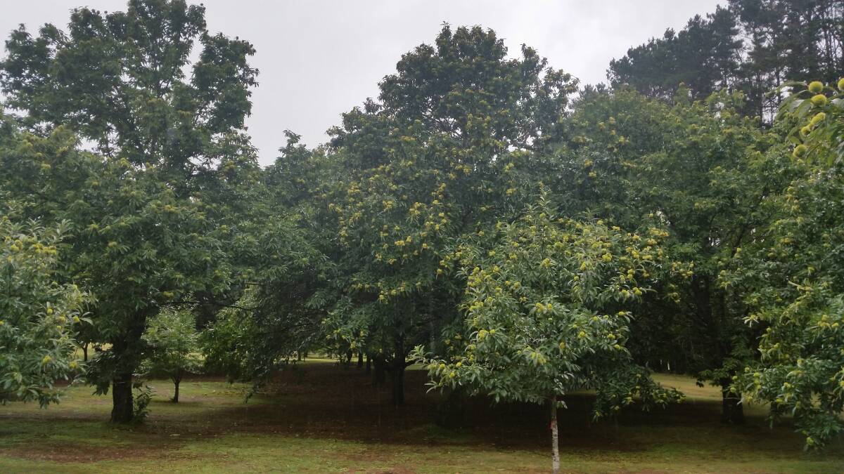 BEAUTIFUL: Sassafras Nuts' magnificent chestnut trees.