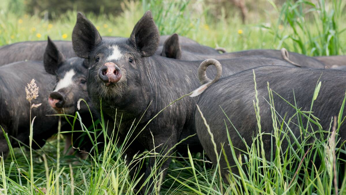 GORGEOUS: McIvor Farm's pigs are mostly Berkshire, a very old breed which produces flavoursome pork.