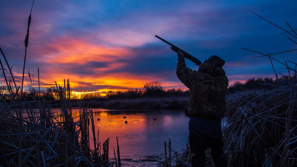 GMW has reminded duck shooters of where they're allowed to hunt. Picture supplied 