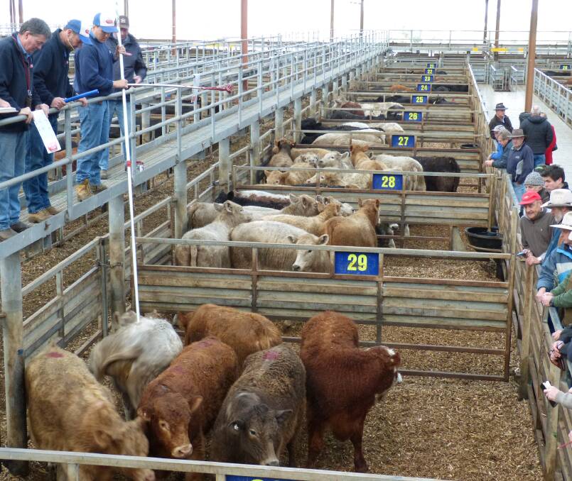 A comparison of markets was this line of grain assisted Charolais cross cattle from Edenhope, sold at Pakenham. At an average of 360c/kg, this was equal week-on-week.