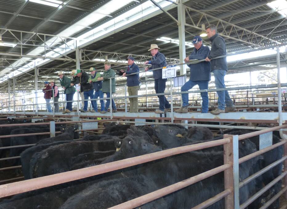 Cattle offered at Euroa were in winter condition and attracted weaker demand from most of the regular buyers.