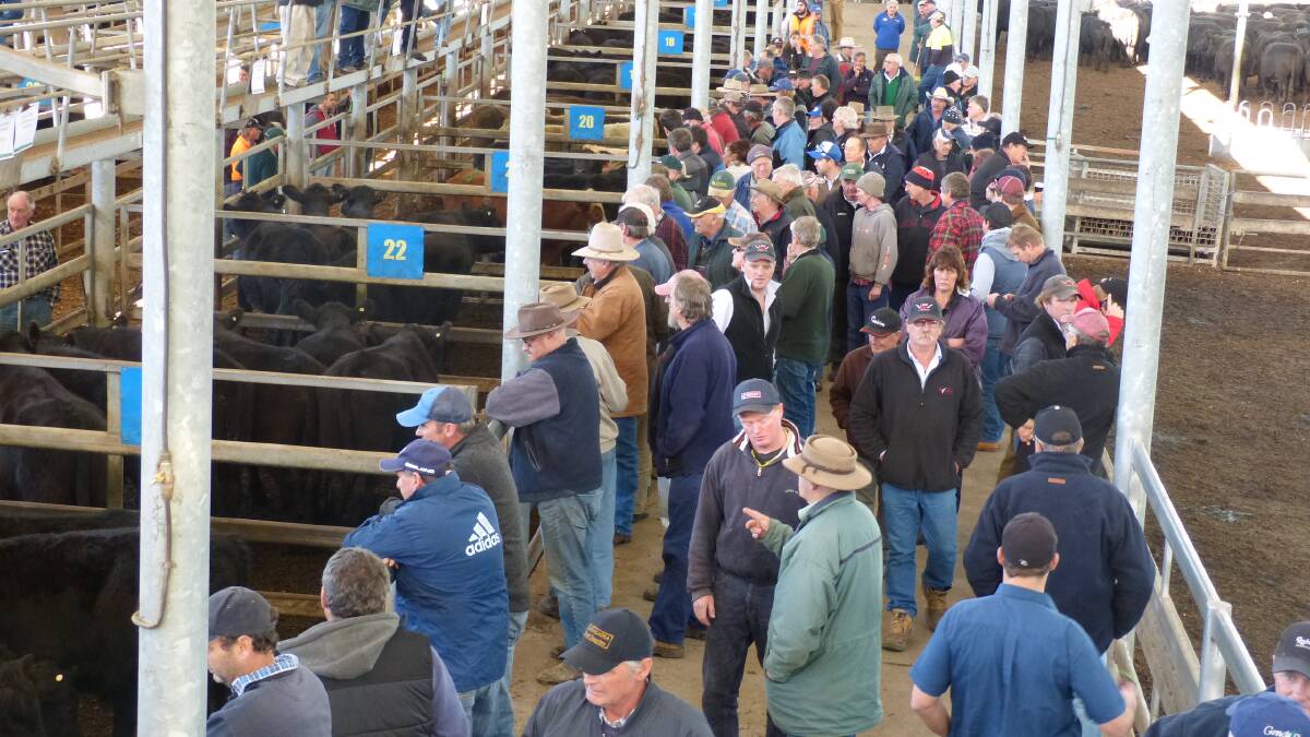 This large crowd drew more buyers from neighbouring Gippsland districts, and coupled with solid feedlot demand, prices were again dearer.