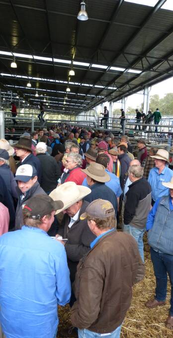 Recent rain brought a large crowd to the Yeas store cattle sale last Friday. Buyers came from as far as Mt Gambier, South Australia to Coonamble, NSW, plus Gippsland.