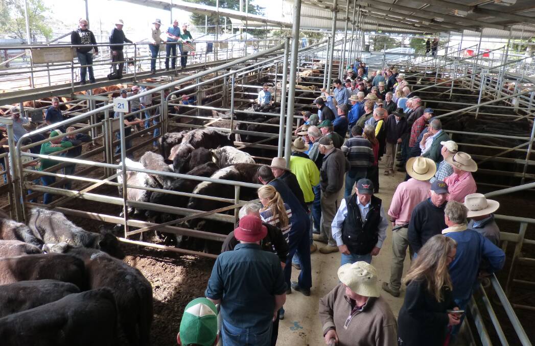 COMPETITION: The crowd was well-dispersed at a recent Bairnsdale store cattle market.