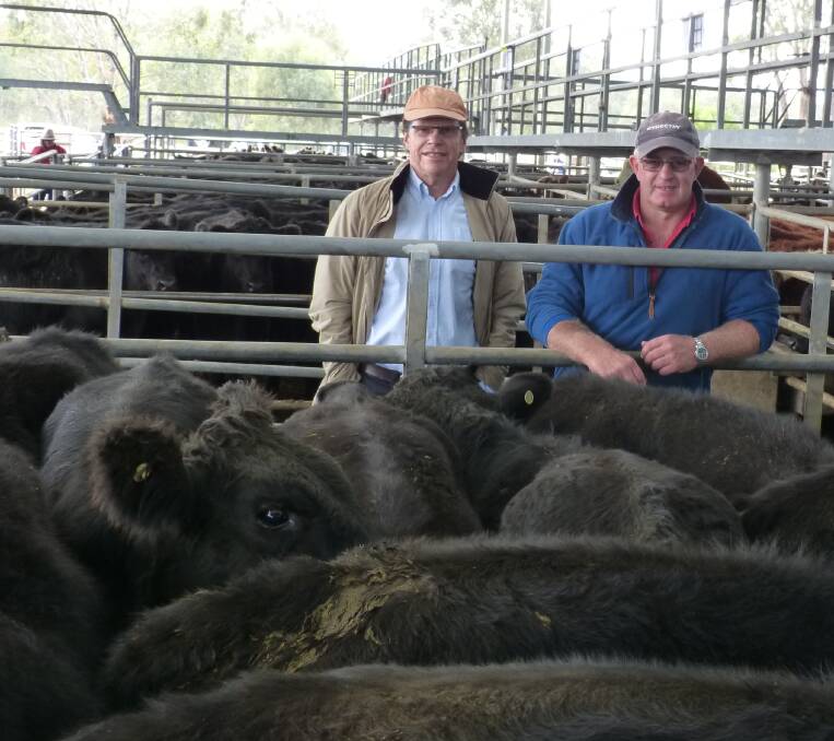 Rob Thomas, MPJ Nominees, Nagambie (L) with manager Dale Sutherland, admire one of their pens of steers at Yea. MPJ Nominees sold 75 steers from $890-$1060.
