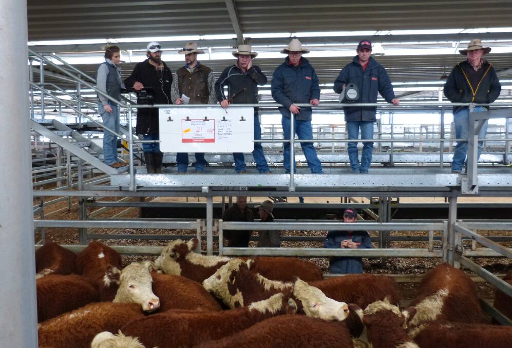 Wodonga agents Paull & Scollard sold this excellent pen of yearling steers, Thursday. Offered by DA&PA Parker, Mitta Mitta, the 21 steers fetched $1600.