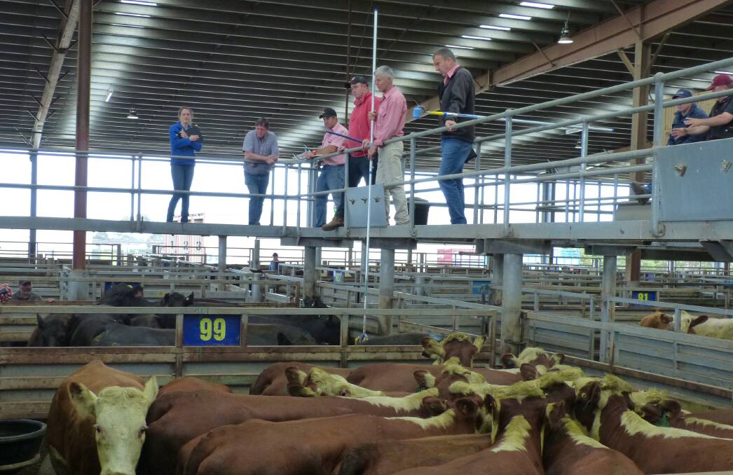 Plenty of grown heifers infiltrated the regular fat cattle market at Pakenham.