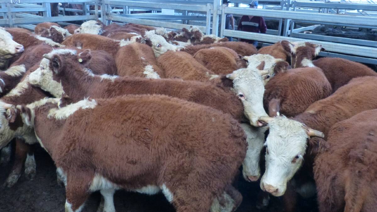 The Australian Hereford Society has been in the news lately, for all of the wrong reasons. Strong competition saw all breeds sell well at Wodonga.