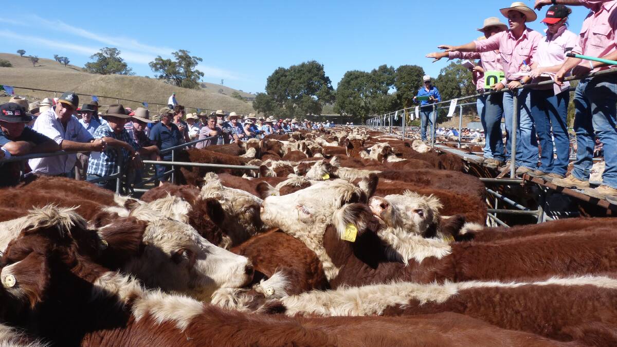 This fantastic line up of Hereford steers was captured at the Elders Ensay, annual mountain calf sales, in March.