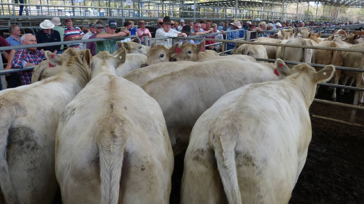 Sold at Yea store sale two weeks ago, these fat Charolais heifers sold for $1360, or an estimated 295c/kg lwt.