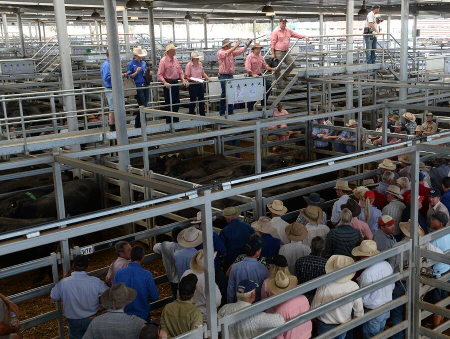 The Elders selling team in full flight as auctioneer Matt Tinkler indicates the current bid, prior to selling this pen of steers. A large crowd attended the first day of sales.