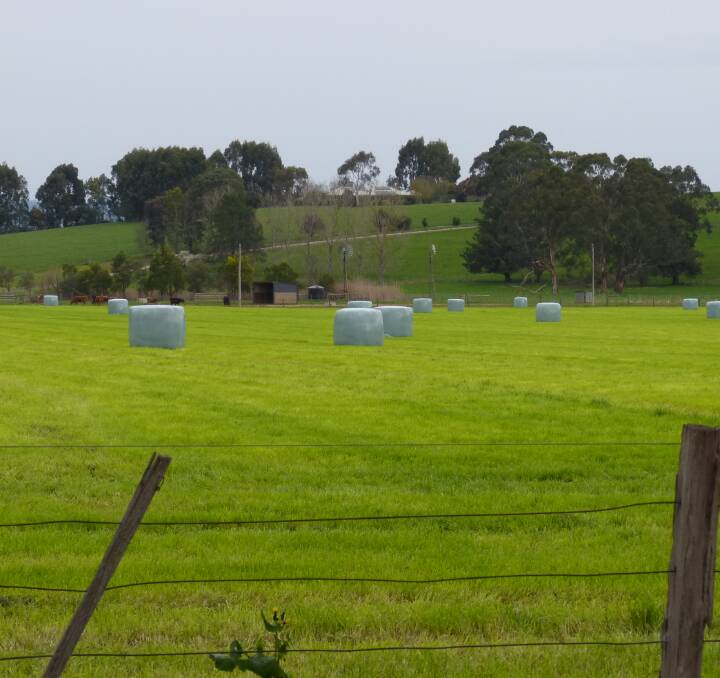 Does it look like this in your area? This is a recently harvested silage crop in West Gippsland, which can occur each year, but the weather has not been overly kind so far, heavy rain restricting timeframes for other areas.