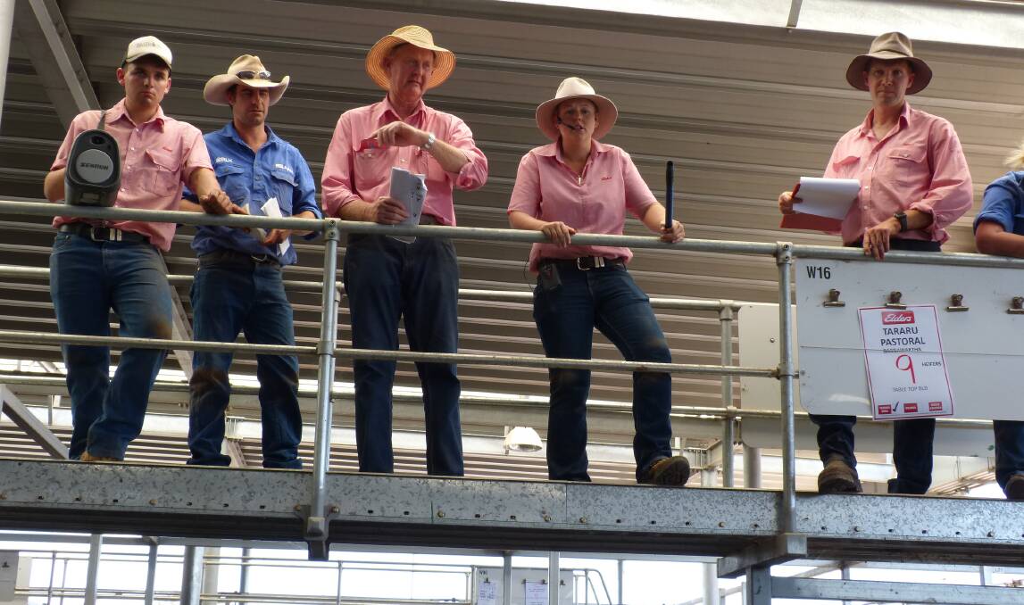 The Elders selling team at Wodonga included Kirsty Taylor who was selling at her first store cattle sale. Kirsty was confident and did a great job.