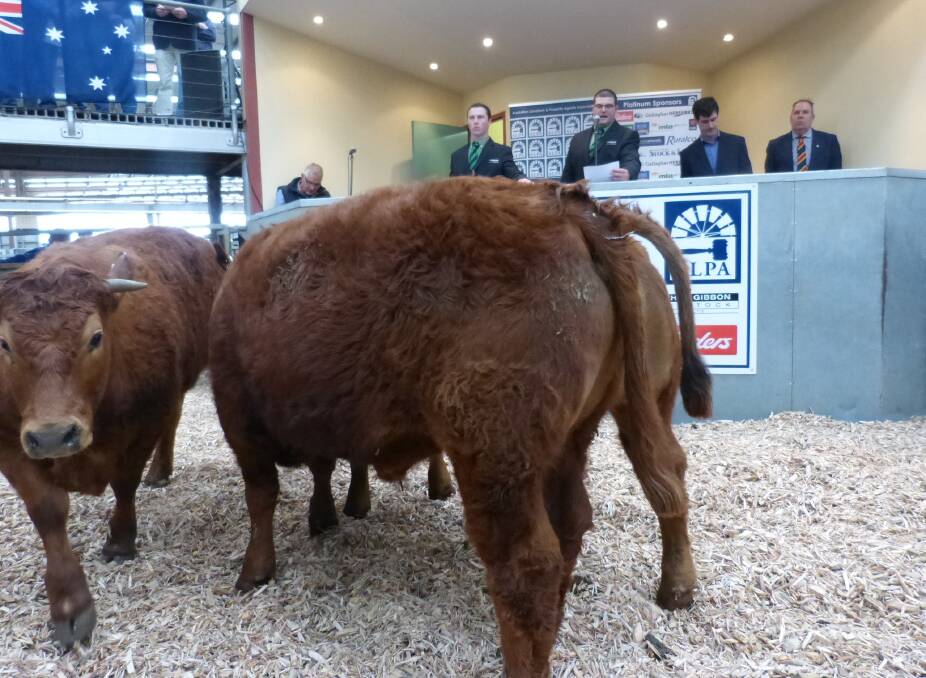 ALPA's Young Auctioneer Competition was full of high quality cattle similar to these. Processors paid from 295 to 390 cents per kilogram.