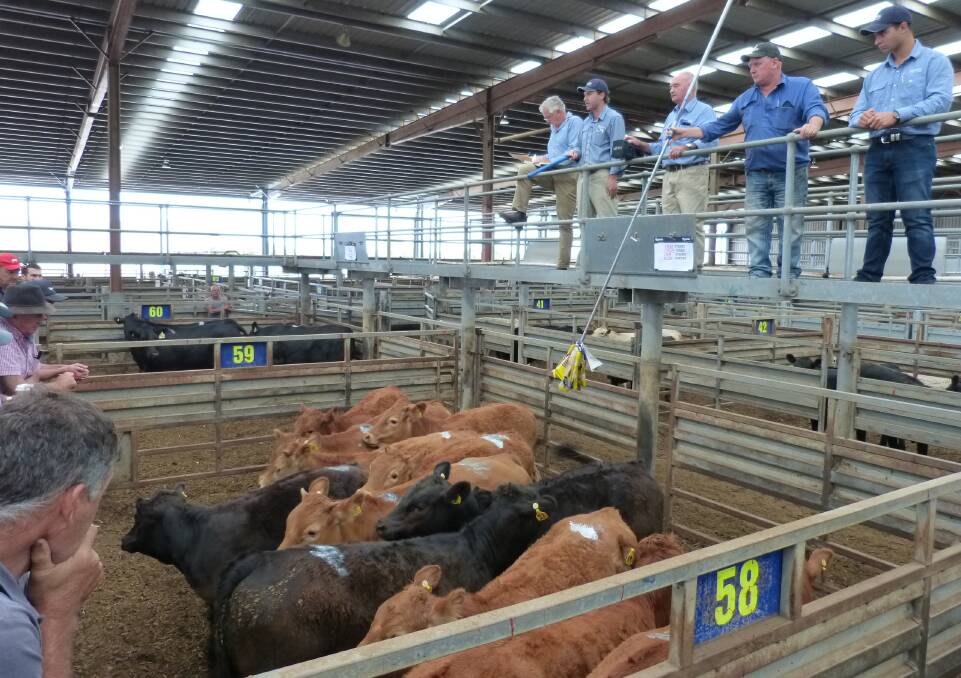 Rodwell's Anthony Delany sold these lighter-weight Limousin vealers for 312 cent per kilogram, purchased by a processor for grain feeding.