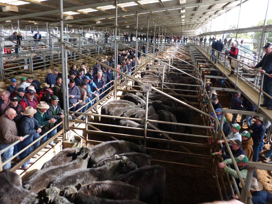 There was not enough room on the buyers' walk for all of the very large attendance at Bairnsdale. A good number of the crowd were on the walk behind too.