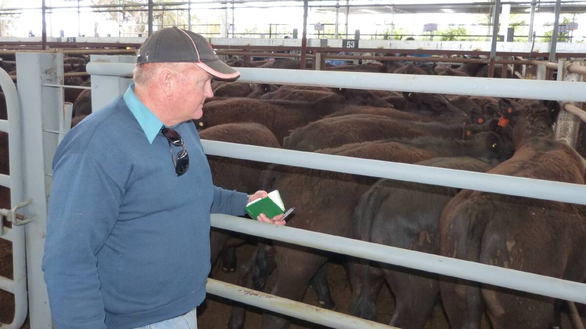 Graham Newton looks over his Angus steers for the last time, after he made a decision to sell them early.
